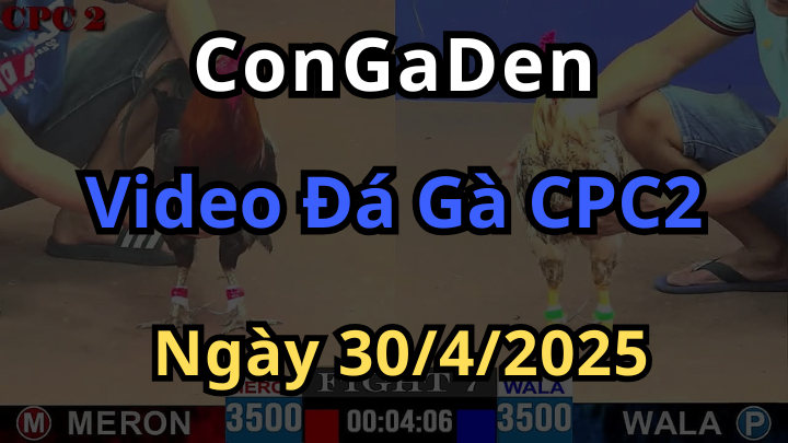 Phát Lại Đá Gà Trực Tiếp Thomo CPC2 ngày 30/4/2025