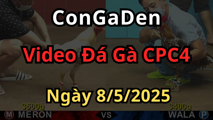 Clip Đá Gà Trực Tiếp CPC4 Ngày 8/5/2025 phát lại