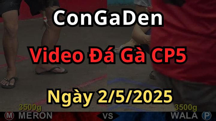 Full clip Đá Gà Bồ CPC5 ngày 2/5/2025 An Giang Mộc Hóa