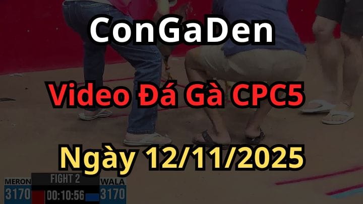 Clip Đá Gà Trực Tiếp CPC5 Ngày 12/11/2025 Hôm Nay