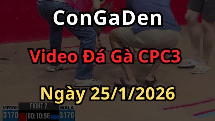 Full Video Đá Gà Trực Tiếp CPC3 Ngày 25/1/2026 Mới Nhất